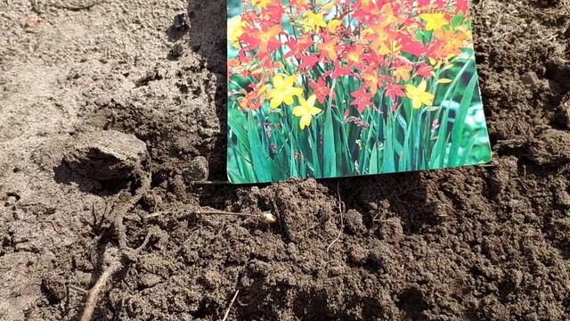 Цветы из Нидерландов. Садим - Лиатрис, Крокосмия, Ацитондера Мурале, Тигриная смесь. смотреть онлайн