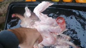 Забой индюков в 2020 год