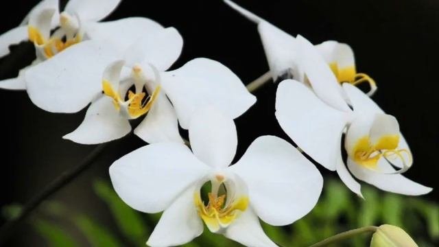 Phalaenopsis Sogo Lawrence. Фаленопсис Сого Лоуренс. Ну очень долгоцветущая орхидея!??
