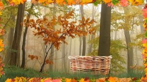 Мы в лесок пойдём