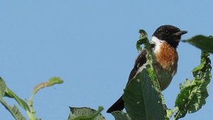 Птица Чекан черноголовый самец, Male European stonechat