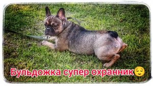 Посмотрите на это поведение?|французский бульдог.