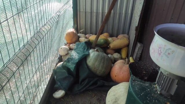 КУРИ//ЗАБОЛЕЛИ ПРОСТУДА//ЛЕЧИ БЕЗ АНТИБИОТИКОВ?? смотреть онлайн