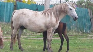 Зов жеребёнка