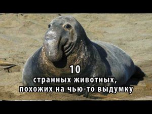 10 странных животных, похожих на чью то выдумку
