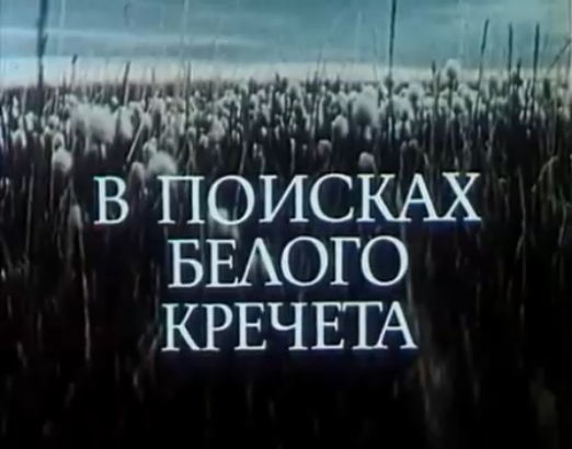 В объективе животные. В поисках белого кречета