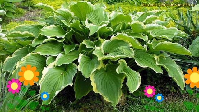 Хоста гибридная Спринг Флинг. Краткий обзор, описание характеристик hosta hybrida Spring Fling смотреть онлайн