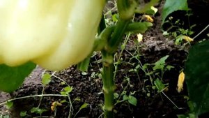 Болгарский перец Белое золото, плодоношение