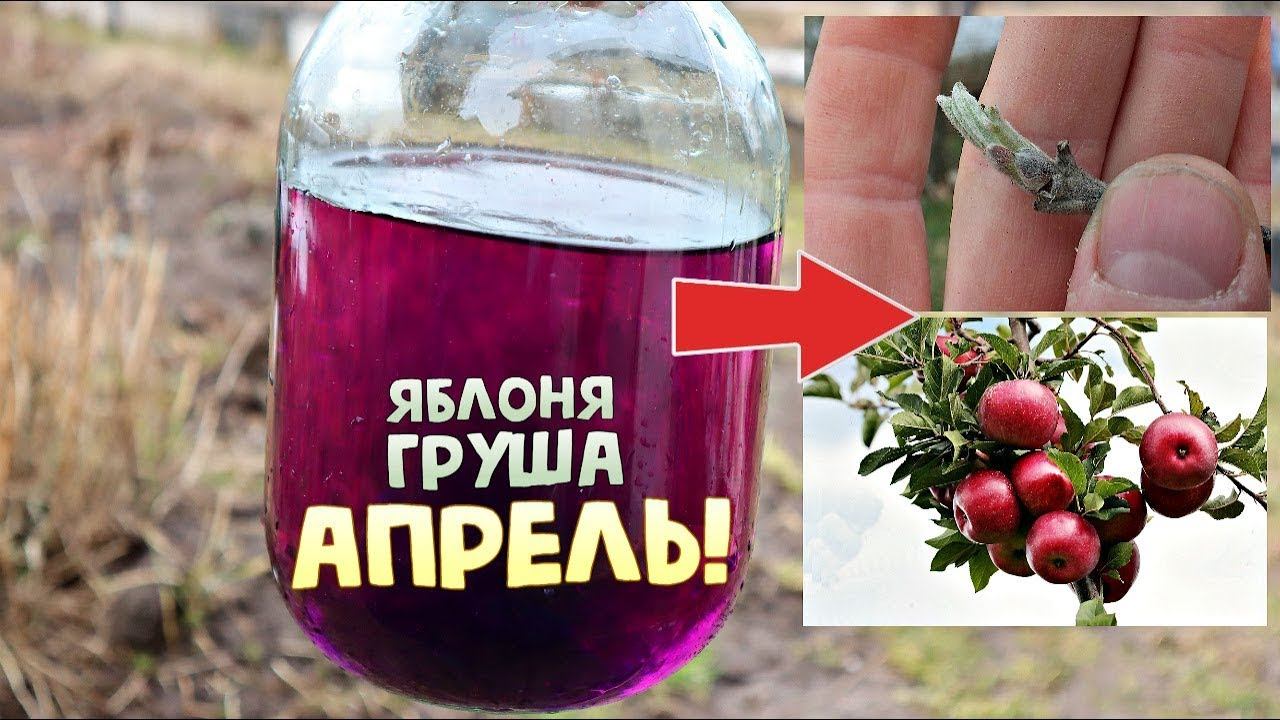 Ни одного червивого яблока не будет! Обработайте этим яблони по зеленому конусу в  апреле!