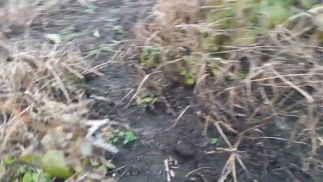 Обрезка ремонтантной малины Полана мотоблоком смотреть онлайн