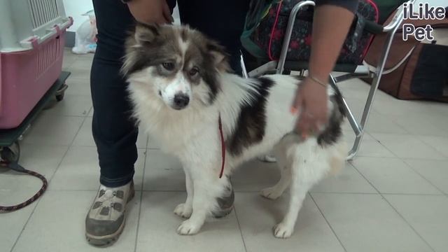 Уход за тайским бангкеу смотреть онлайн