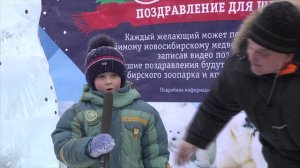 Новосибирск поздравляет медведицу Шилку с Новым годом! №3
