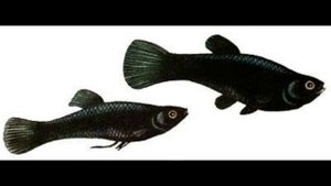 Моллинезии: уход и содержание