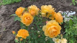 роза Исидора из серии Фрайла #maryroses #розы #мариярозы