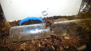 Как вымирала колония муравьев Carebara diversa