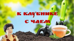 Клубника и мульча из чая #клубника #мульча