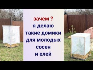 Укрытие для хвойных от солнца. Помогаю выжить соснам.