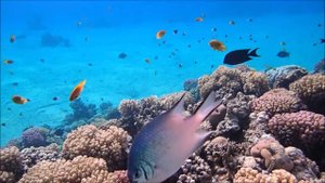 Sea World at Fort Arabesque Hotel House Reef, Egypt, Makadi Bay (part II), October 2022