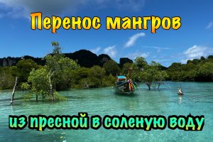 Пересадка мангров из пресной в соленую воду