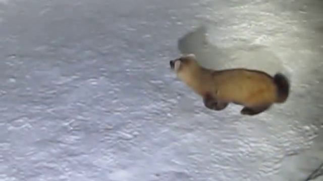 Ручной соболь