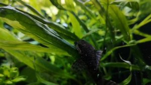 АНЦИСТРУС ОБЫКНОВЕННЫЙ. УХОД , РАЗМНОЖЕНИЕ И МАЛЕНЬКИЕ СЕКРЕТЫ.