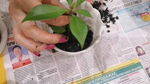 Пересадка Эсхинантуса и уход.