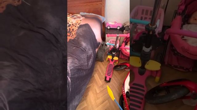 В жизни енота Шурика и котов появилась ПАЛКА-НАКАЗАЛКА! смотреть онлайн