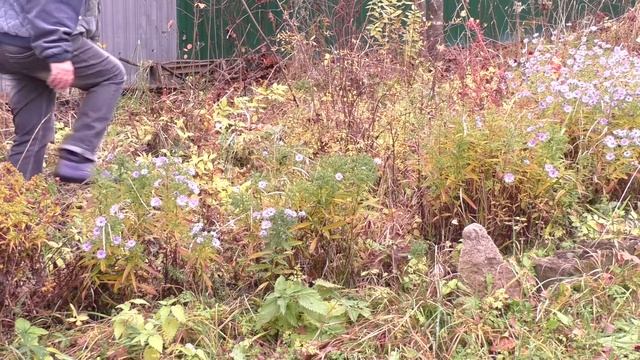 Хвойные в саду ???Осень 2020/Nataliya Alekseeva// смотреть онлайн