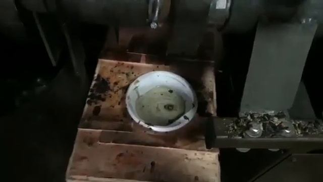 Амарант. Отжим масла из амаранта.