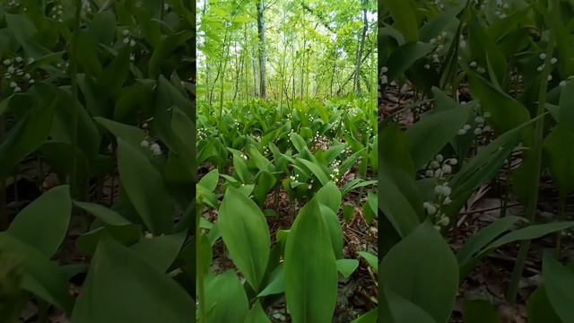 Лес, ландыши