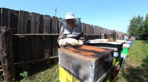 УХОЖУ ОТ РОЕНИЯ В УЛЬЯХ РУТА, СТАВЛЮ ТРЕТЬИ КОРПУСА.