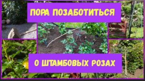 Пора позаботиться о штамбовых розах.