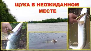 Щука в неожиданном месте!