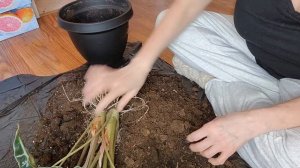 Propagating Alocasia Polly from harvested corms bulbs