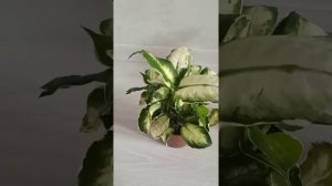Диффенбахия Кул бьюти (Cool beauty) - адаптация и результат в одном видео