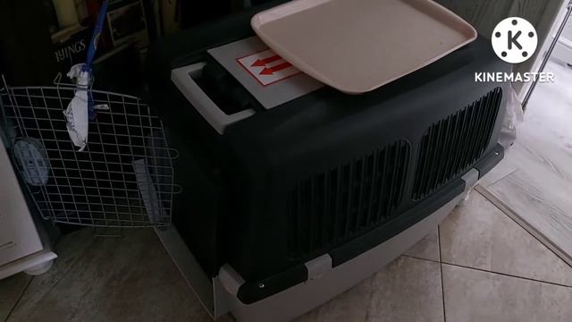 15 июня 2022 г. Будние дни кота Альбуса породы Мейнкун Часть 5 смотреть онлайн