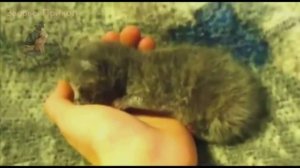 Kittens Sleeping in Hands Compilation HD! Котята Милашки Забавно Спят на Руках!