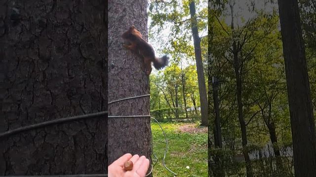 Белочка из Лианозовского парка #белка #squirrel #animals #белочка #бельчонок #животные #лианозово