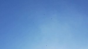 Завёл почтовых #голубей летают и радуют глаз)