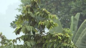 ? Ливень Звуки сильного дождя для спокойного сна, без грозы и грома 10 часов