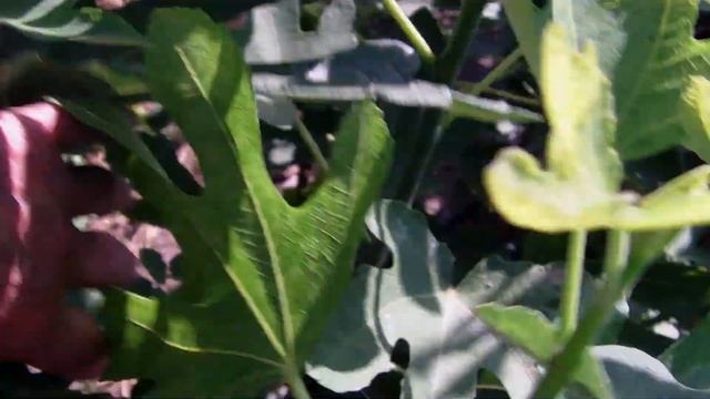 Инжир Панч Кадота смотреть онлайн