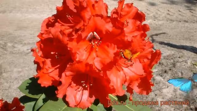 Рододендрон гибридный Ред Джек (rhododendron) ? обзор: как сажать, саженцы рододендроны Ред Джек