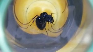 Гиганты среди муравьёв | Camponotus Saxatilis & Vagus | Колония с нуля