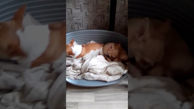 долгоиграющая вкусняшка - высушенные куриные желудки Чихуарий Екатеринбург https://chihuariy-ekb.ru смотреть онлайн