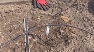 Зеленый сад фильм № 129 от 25.05.2013г. г.Хабаровск (zeleniisad.ru)