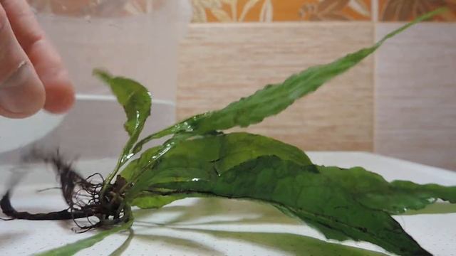 Новое растение Папоротник таиландский (Microsorum Pteropus)