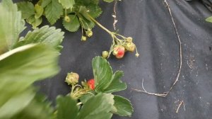 Русич. Земляника садовая.