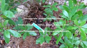 Земляничное дерево (Arbutus unedo), ботанический сад Орхус, Дания.