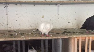 #Pigeon.Рыбий жир и витаминов для голубей.