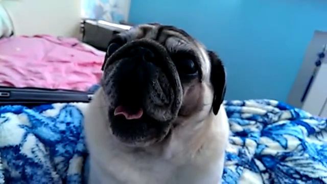 HTC ONE замедленная видео съемка мопса смотреть онлайн